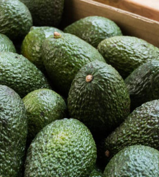 Avocado