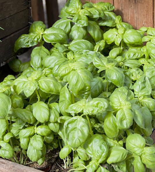 Basil