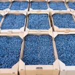 Blueberries