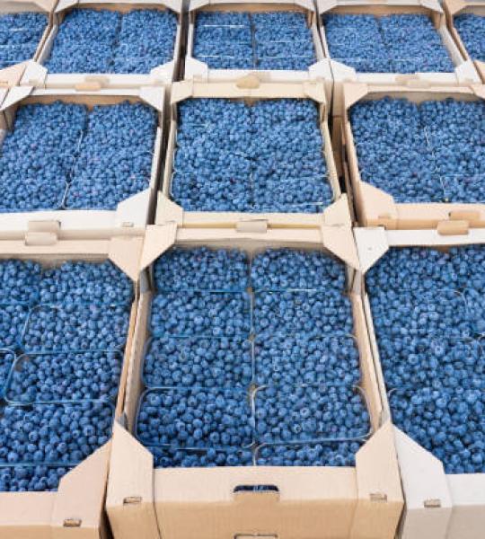 Blueberries