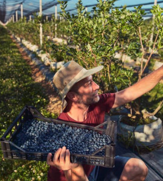 Local Blueberries