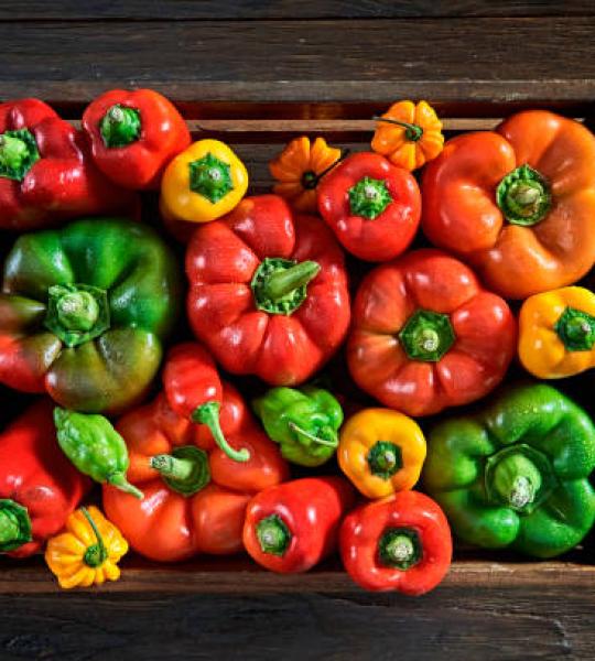 Capsicum