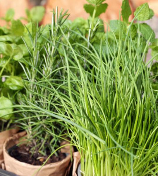 Chives