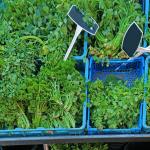 Coriander