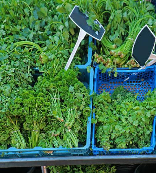 Coriander