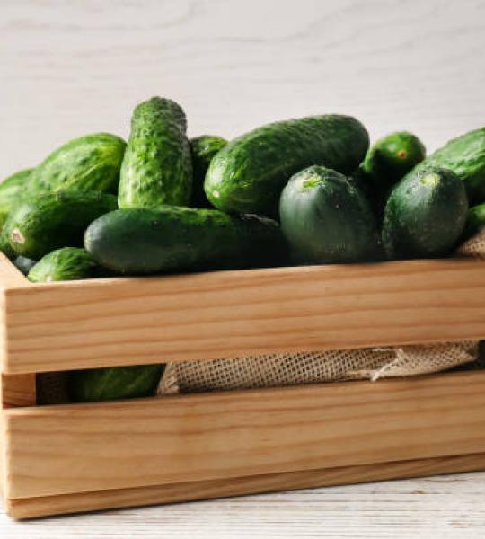 Cucumber