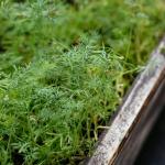 Dill