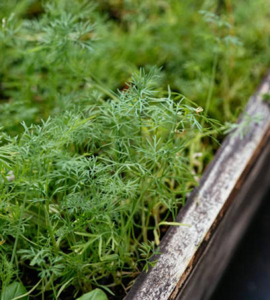 Dill
