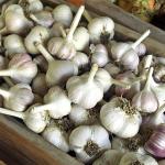 Garlic