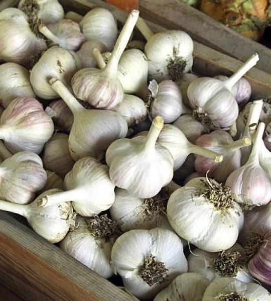 Garlic
