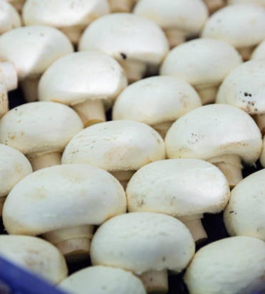 Mushroom