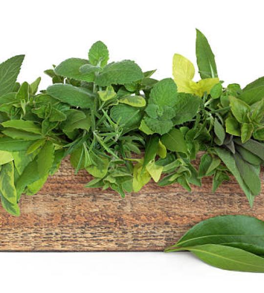 Oregano