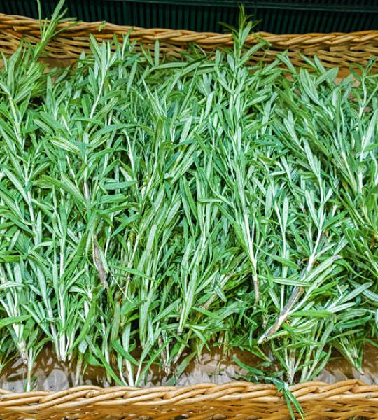 Rosemary
