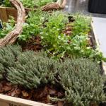 Thyme
